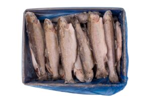 Pstrąg tęczowy (Oncorhynchus mykiss) patroszony tusza IQF  250-300 10% glaz. 5 kg  Turcja