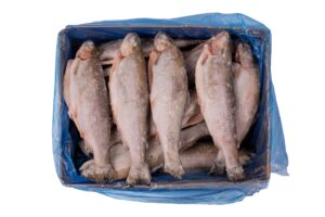 Pstrąg tęczowy (Oncorhynchus mykiss) patroszony tusza IQF  300-350 10% glaz. 5 kg  Turcja