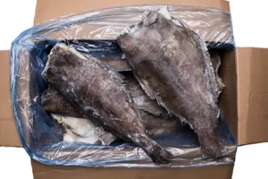 Halibut niebieski