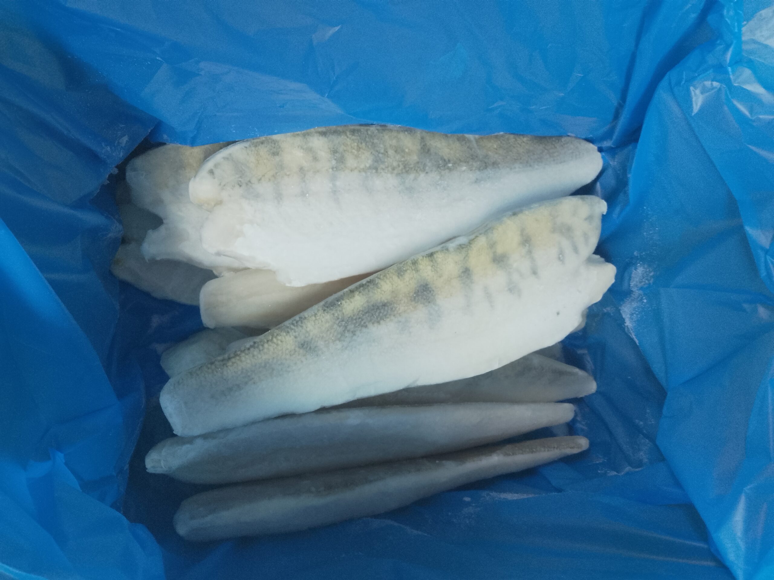 sandacz filet IQF różne warianty wagowe 170-800g